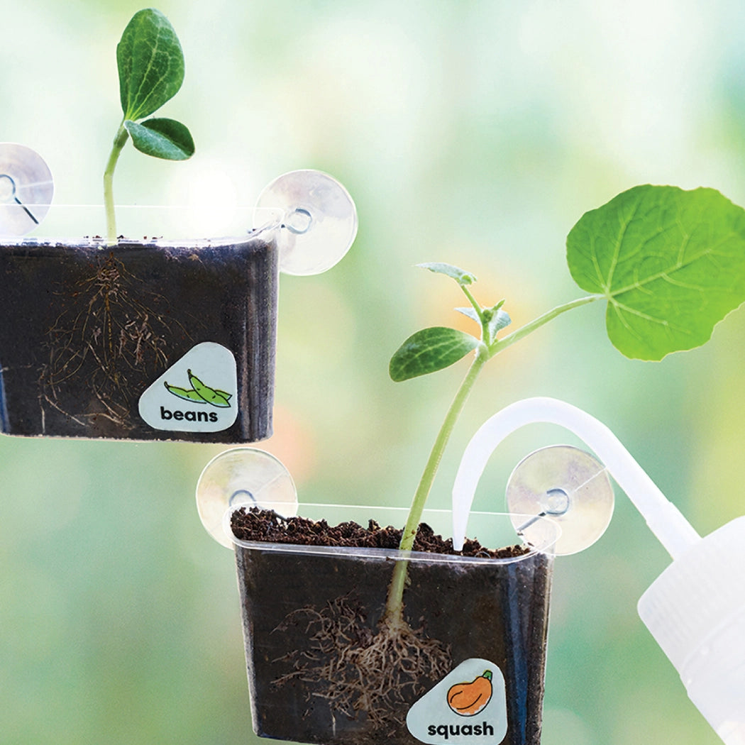 Window Garden DIY Growing Plant Kit – Mochi Kids