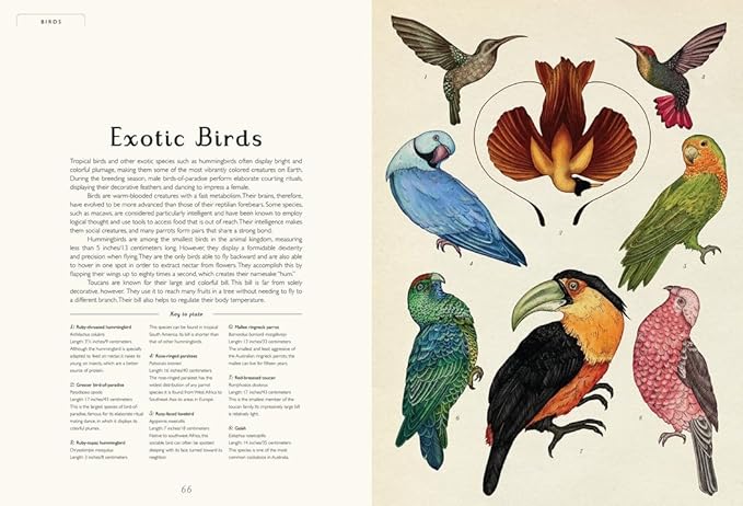 Animalium: Welcome to the Museum Book by Jenny Broom and Katie Scott