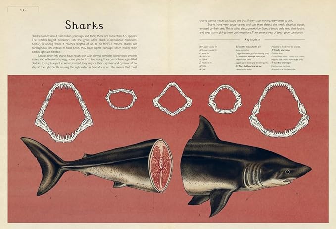 Animalium: Welcome to the Museum Book by Jenny Broom and Katie Scott