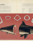 Animalium: Welcome to the Museum Book by Jenny Broom and Katie Scott