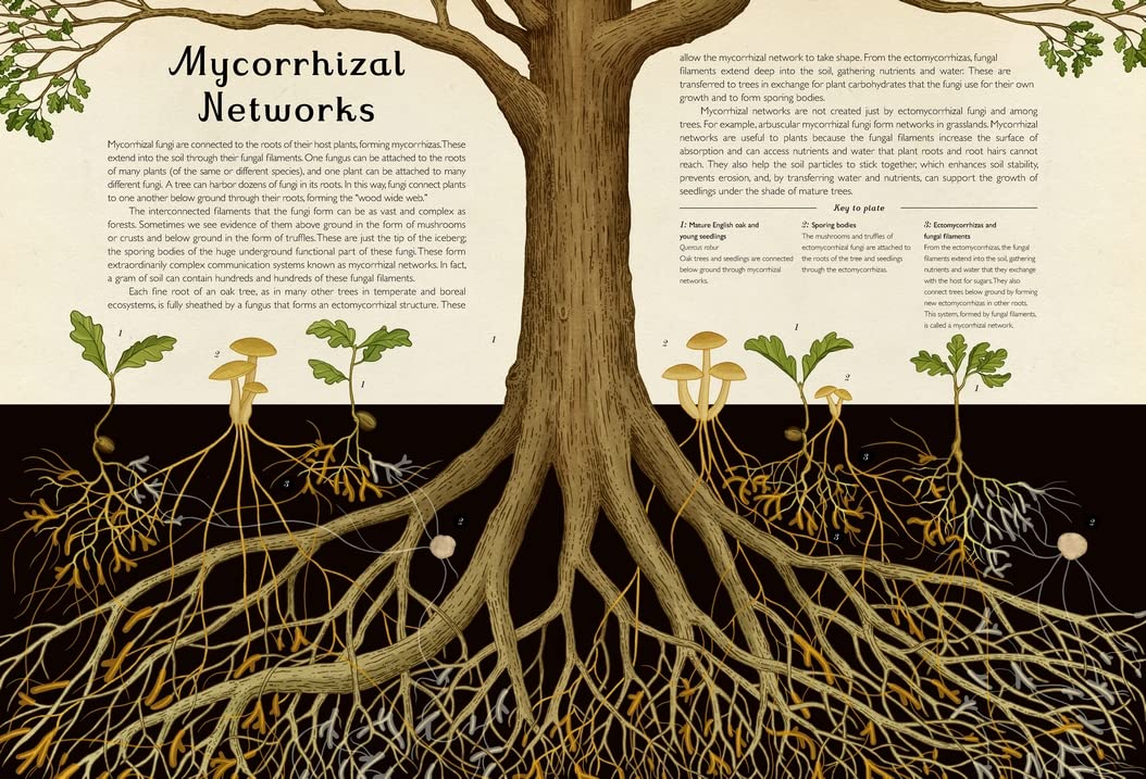 Fungarium: Welcome to the Museum Book by Kathy Willis and Katie Scott