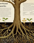 Fungarium: Welcome to the Museum Book by Kathy Willis and Katie Scott