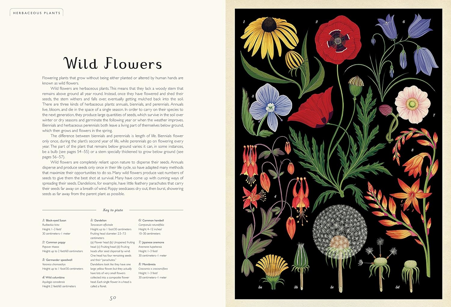 Botanicum: Welcome to the Museum Book by Katie Scott & Kathy