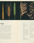 Botanicum: Welcome to the Museum Book by Kathy Willis and Katie Scott