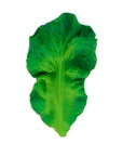 Kendall the Kale Teething Toy by Oli and Carol