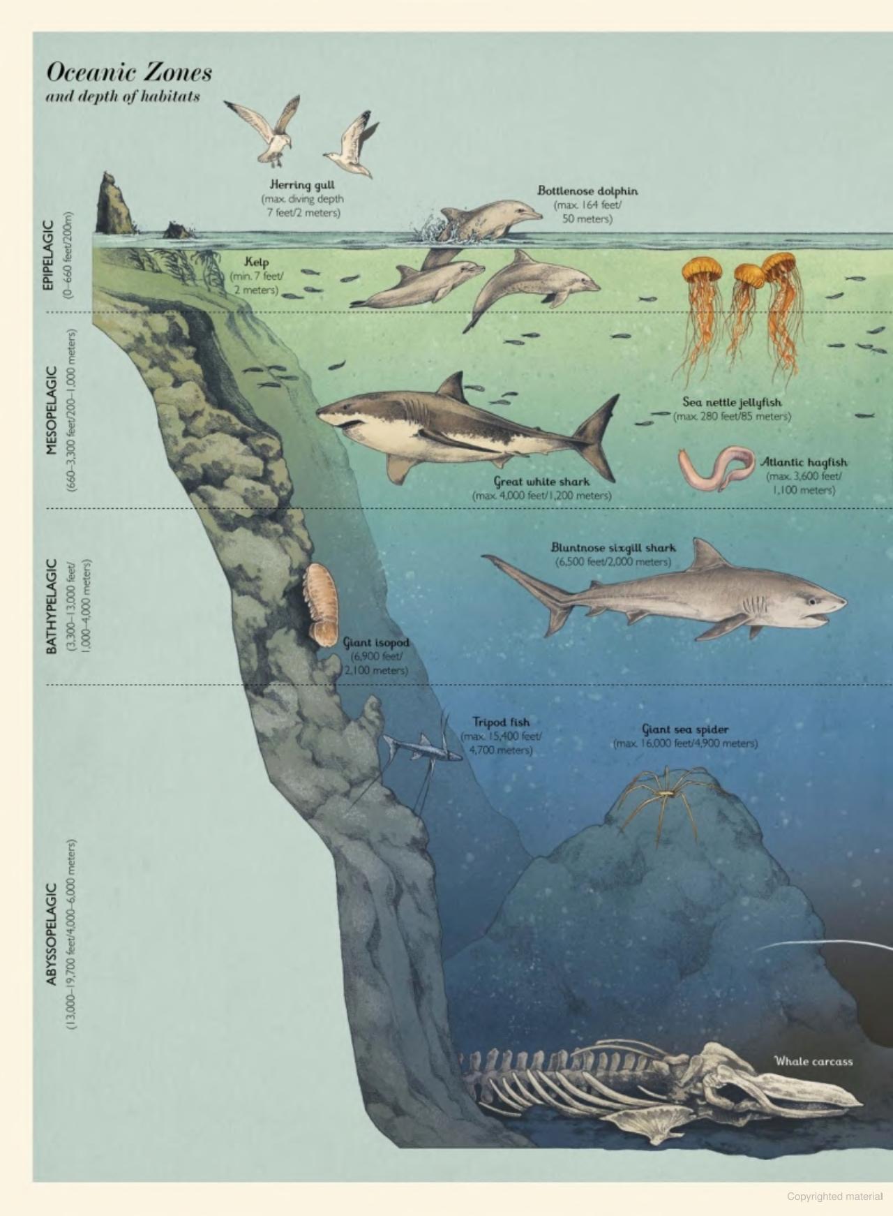 Oceanarium: Welcome to the Museum Book by Loveday Trinick and Teagan White