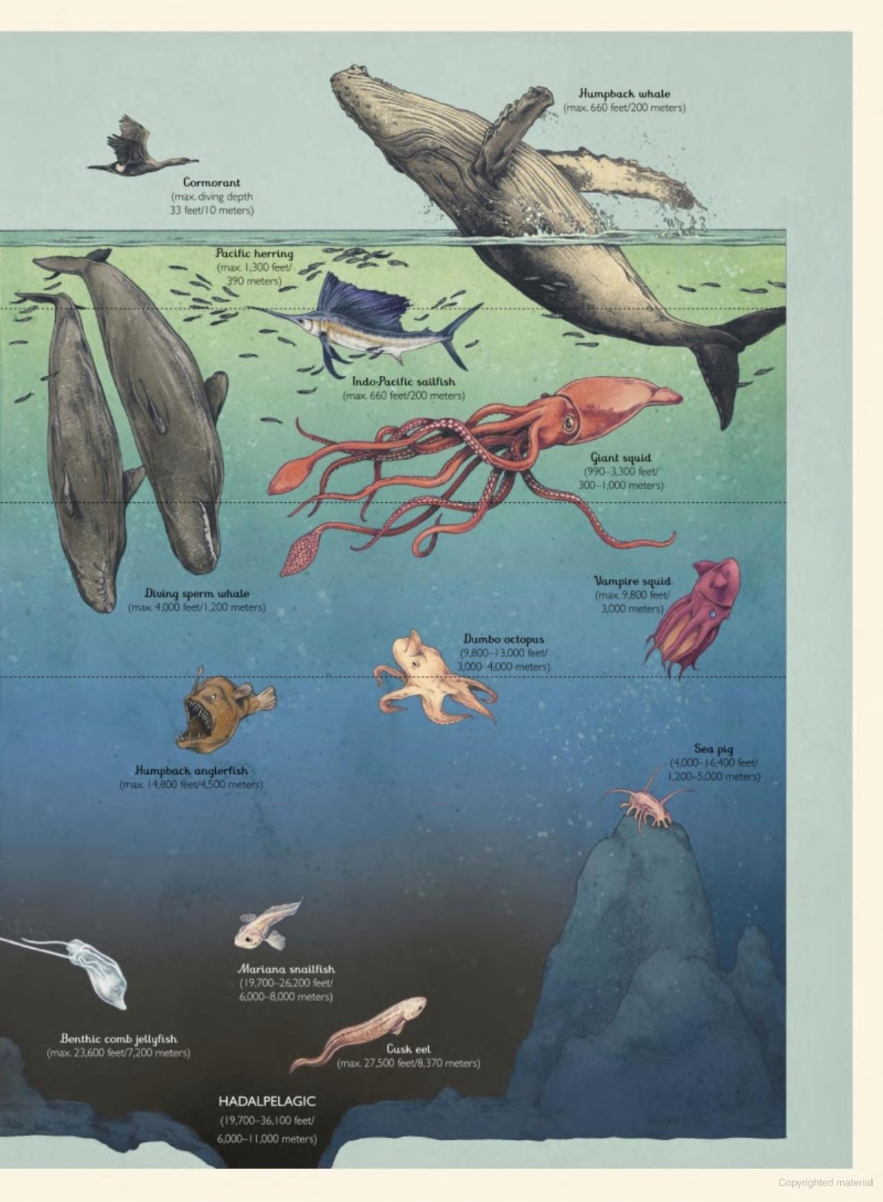 Oceanarium: Welcome to the Museum Book by Loveday Trinick and Teagan White