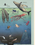 Oceanarium: Welcome to the Museum Book by Loveday Trinick and Teagan White