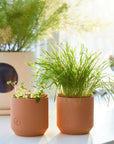 SALE Tiny Terracotta Pet Grow Kits by Modern Sprout