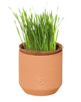 SALE Tiny Terracotta Pet Grow Kits by Modern Sprout