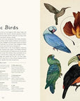 Animalium: Welcome to the Museum Book by Jenny Broom and Katie Scott
