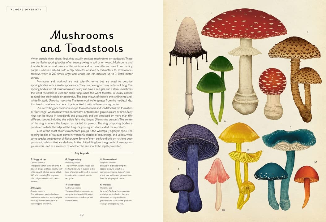 Fungarium: Welcome to the Museum Book by Kathy Willis and Katie Scott
