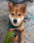 SALE Tiny Terracotta Pet Grow Kits by Modern Sprout