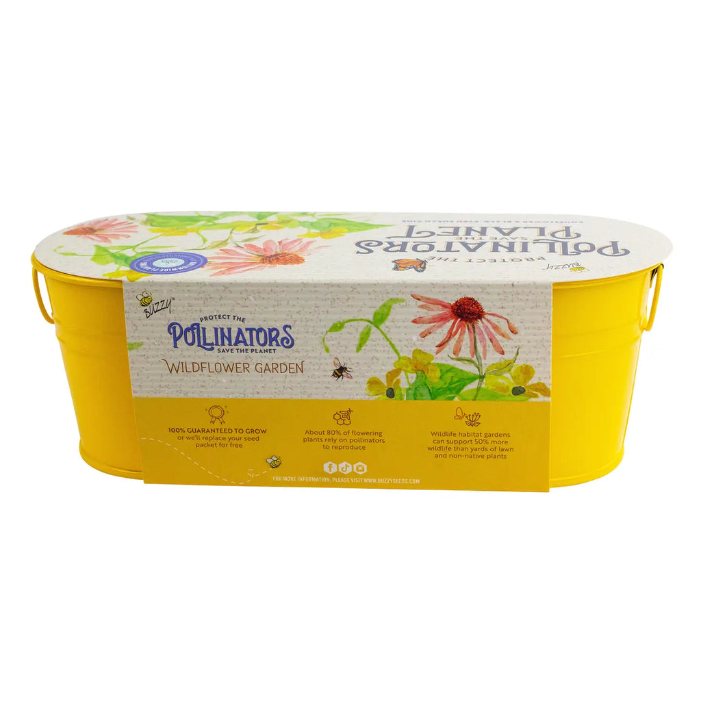 Pollinator Windowsill - Coneflower & Black-Eyed Susan Vine by Buzzy, Inc.