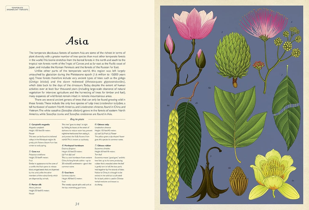 Arboretum: Welcome to the Museum Book by Tony Kirkham & Katie Scott