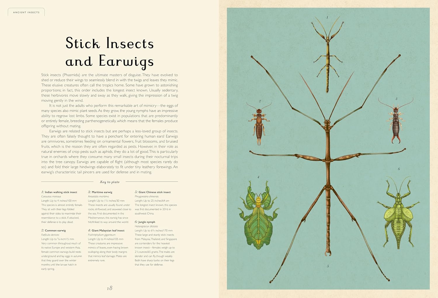 Insectarium: Welcome to the Museum Book by Dave Goulson &amp; Emily Carter