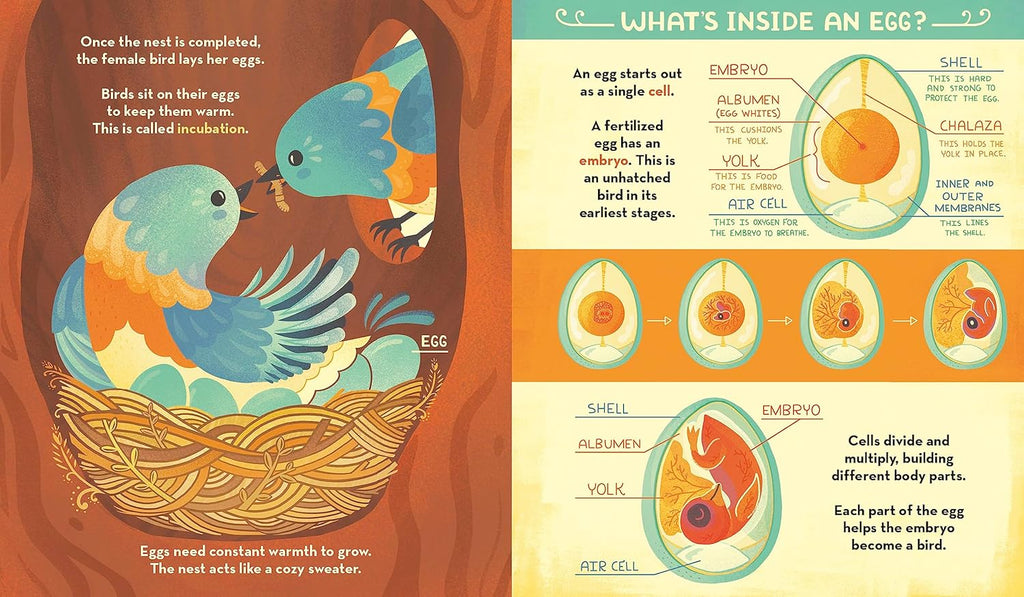 What's Inside A Bird's Nest?: And Other Questions About Nature & Life Cycles Book by Rachel Ignotofsky