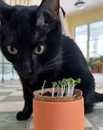 SALE Tiny Terracotta Pet Grow Kits by Modern Sprout