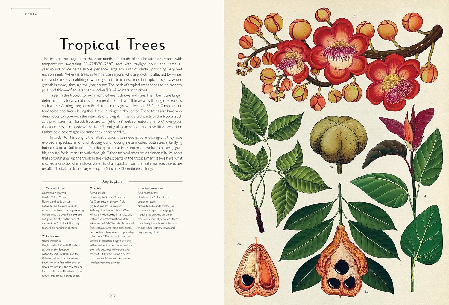 Botanicum: Welcome to the Museum Book by Katie Scott & Kathy
