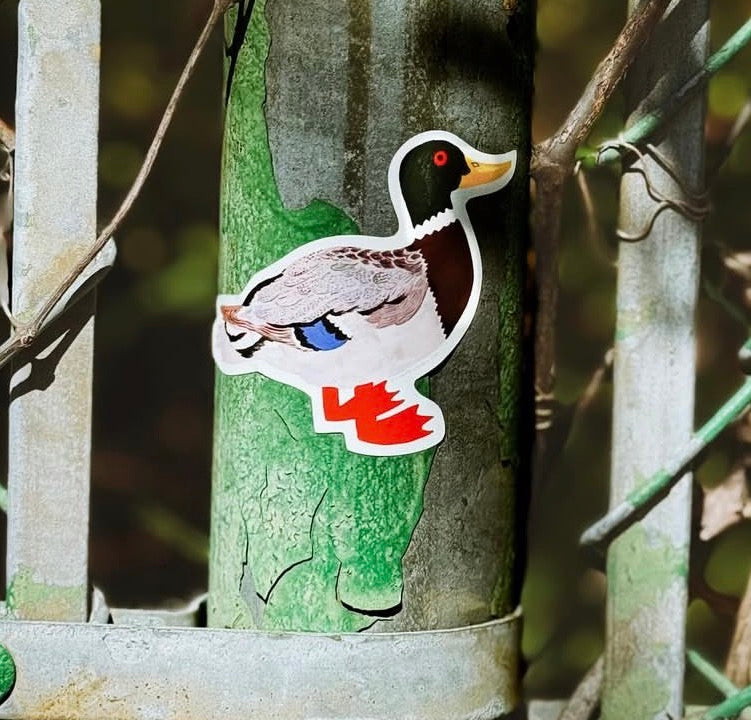 Mallard Sticker