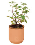 SALE Tiny Terracotta Pet Grow Kits by Modern Sprout