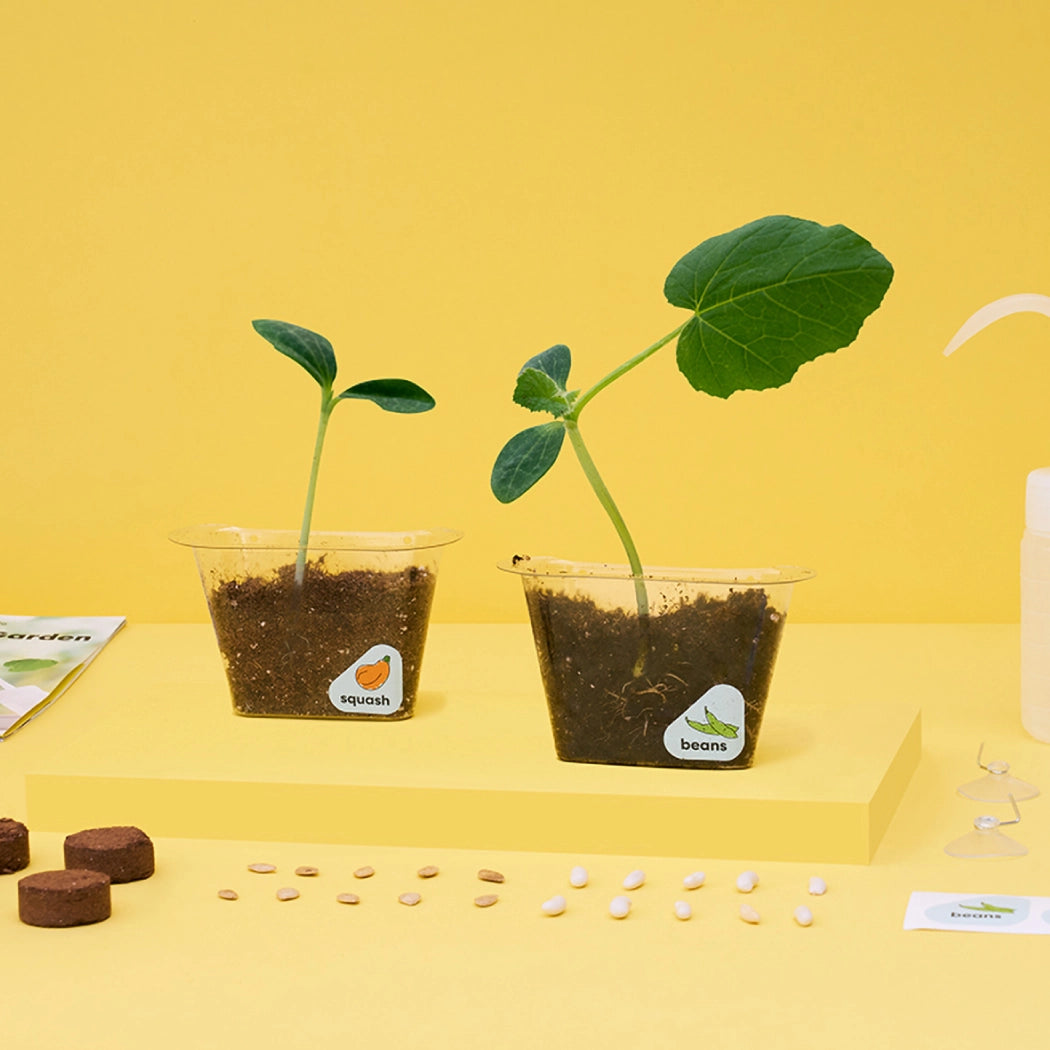 Window Garden DIY Growing Plant Kit