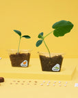 Window Garden DIY Growing Plant Kit