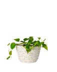 Racine Planter - Confetti by Areaware