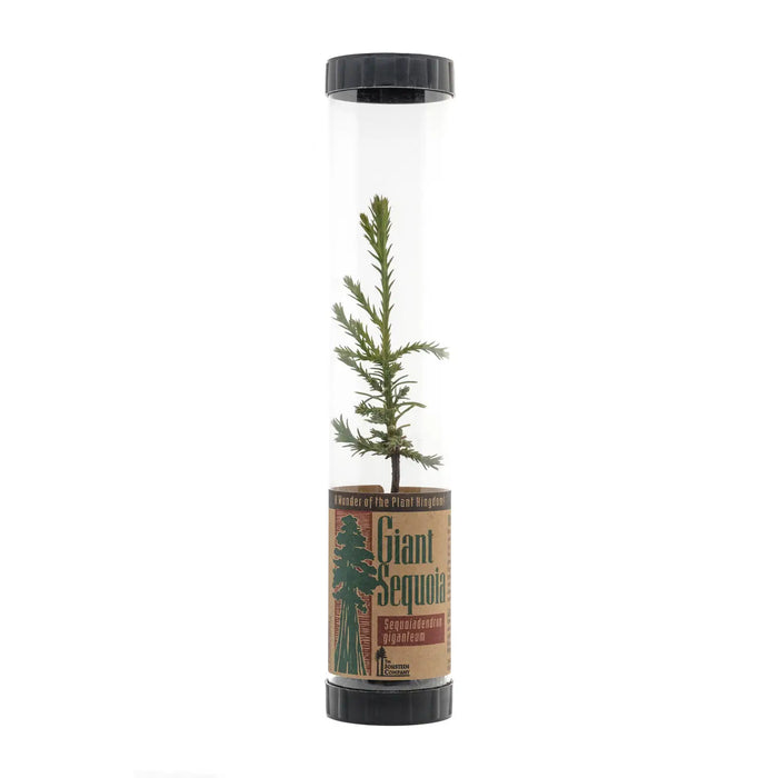 Giant Sequoia | Packaged Live Tree by The Jonsteen Company
