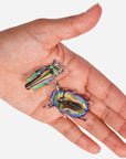 Disco Diggers Beetle Allie Clips