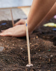 Pollinator Seed Pop