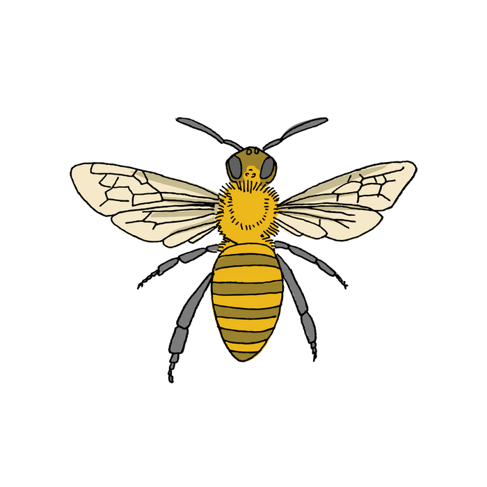 Honey Bee Tattoo Pair by Tattly